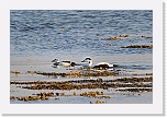 haahakat eiders 9051b * 1350 x 900 * (889KB)